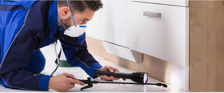 Carson City pest xpert removal
